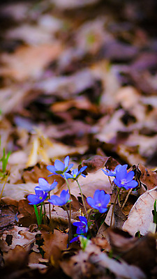 포토 JPG 해외이미지 식물 계절 꽃잎 꽃 행복 분홍색 백그라운드 잎 꽃무늬 밭 농업 자연 하늘 풍경 사람없음 야외 장식 빨간색 초록색 여름 파란색 컬러풀 노란색 환경 정원 보라색 봄 활발 성장 벚꽃 흰색 나뭇가지 신선 개화 다발 묘사 데이지 내추럴 해외202004 해외포토 나무 감정 산업 컬러 컨셉 무늬 생태계 파일형식 이미지허브