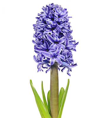 포토 JPG 해외이미지 식물 꽃잎 붓터치 수채화 사람없음 빛 제비꽃 향수 번짐 사프란 해외202004 해외포토 꽃 화장품 향신료 파일형식 효과 이미지허브