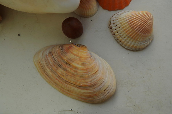 포토 JPG 해외이미지 모래 바다 백그라운드 컨셉 패턴 자연 조개 사람없음 껍질 흰색 닫기 질감 내추럴 고립 구성 해외202004 해외포토 컬러 무늬 모션 어패류 생태계 파일형식 이미지허브