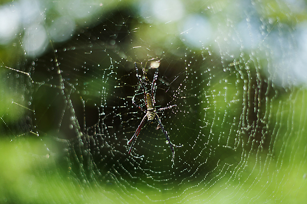 포토 JPG 해외이미지 아시아 야생동물 곤충 태국 자연 사람없음 웹 위험 거미 열대기후 해외202004 해외포토 동물 나라 컨셉 인터넷 생태계 파일형식 이미지허브