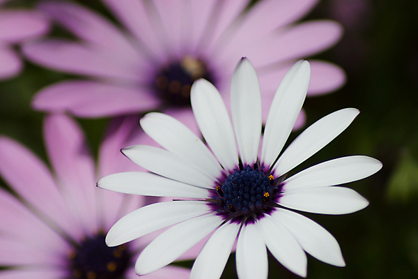 포토 JPG 해외이미지 식물 계절 꽃잎 꽃 백그라운드 꽃무늬 자연 사람없음 정원 보라색 봄 벚꽃 흰색 신선 데이지 내추럴 해외202004 해외포토 컬러 무늬 생태계 파일형식 이미지허브