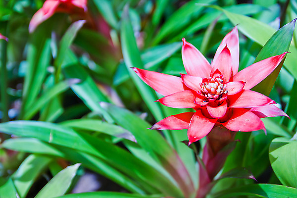 포토 JPG 해외이미지 나무 구름 외관 꽃 행복 아시아 벽 여행 컨셉 건축양식 공장 태국 자연 벽지 표면 휴가 휴식 실내 동양인 사람없음 목재 여름 문 환경 정원 맑음 일몰 산책 흰색 최고 난초 시원함 심볼 묘사 질감 방콕 밀가루 스타일 해외202004 해외포토 자연요소 식물 계절 건축 감정 나라 컬러 재료 공업 날씨 인종 내부 노을 가루 생태계 파일형식 이미지허브