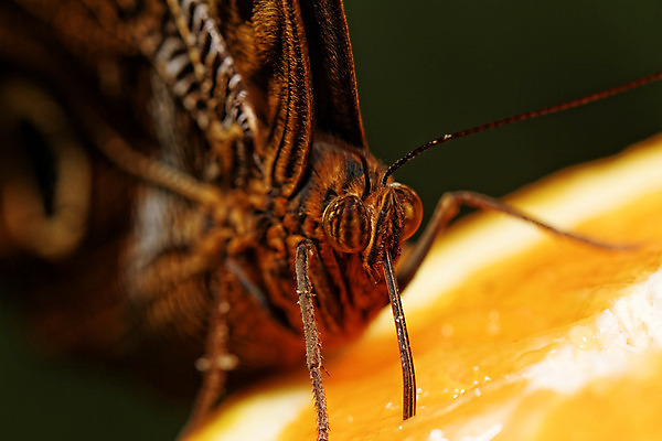 포토 JPG 해외이미지 동물 나비 곤충 백그라운드 무늬 패턴 날개 오렌지 과일 자연 사람없음 갈색 노란색 검은색 줄무늬 회색 점 원형 닫기 벌레 먹기 묘사 질감 해외202004 해외포토 도형 컬러 모션 생태계 파일형식 이미지허브