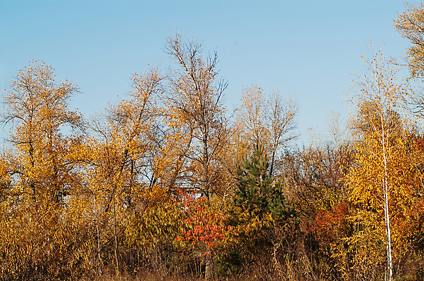 포토 JPG 해외이미지 나무 식물 계절 공원 길 여행 백그라운드 단풍 잎 오렌지 자연 풍경 사람없음 야외 목재 초록색 여름 빛 햇빛 태양 갈색 노란색 환경 맑음 일몰 봄 안개 성장 광선 가을 나뭇가지 시골 황금 숲 장면 10월 내추럴 삼림지대 해외202004 해외포토 자연요소 공공시설 컬러 과일 재료 날씨 노을 날짜 생태계 파일형식 이미지허브