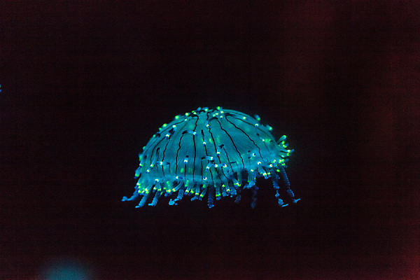 포토 JPG 해외이미지 한마리 사람없음 파란색 바닷속 수중동물 자포동물 해파리 해외202004 해외포토 동물 1 컬러 수중 파일형식 이미지허브