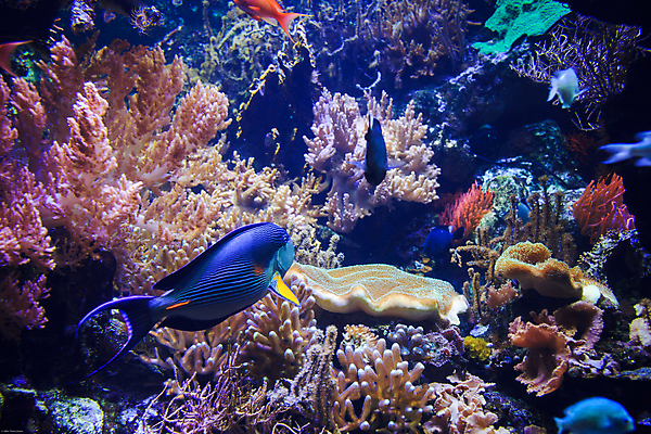 포토 JPG 해외이미지 동물 실루엣 야생동물 어린이 바다 장난 포유류 놀이 생물 어류 사람없음 물 파란색 수중 수영 돌고래 다이빙 지느러미 수족관 해외202004 해외포토 자연요소 컬러 촬영기법 사람 수중동물 수상스포츠 수중스포츠 파일형식 이미지허브