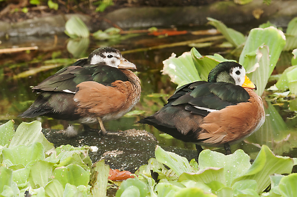 포토 JPG 해외이미지 동물 여자 남자 조류 오리 사람없음 거위 물새 해외202004 해외포토 사람 파일형식 이미지허브