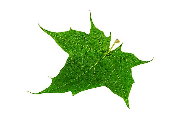 포토 JPG 해외이미지 나무 식물 디자인 계절 백그라운드 단풍 잎 캐나다 패턴 자연 사람없음 장식 초록색 여름 봄 가을 흰색 보호 심볼 싱글 정맥 고립 해외202004 해외포토 컬러 컨셉 북아메리카 무늬 생태계 혈관 파일형식 이미지허브