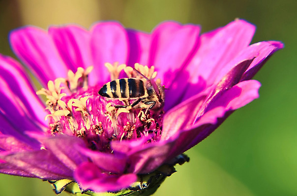 포토 JPG 해외이미지 식물 동물 1 꽃잎 꽃 야생동물 분홍색 곤충 백그라운드 잎 꽃무늬 자연 노동자 국화 사람없음 장식 초록색 컬러풀 노란색 정원 보라색 활발 벚꽃 흰색 작업 닫기 수분 제비꽃 묘사 싱글 데이지 꽃가루 꿀 내추럴 강렬 고립 꽃수술 블러 양봉 해외202004 해외포토 직업 컬러 컨셉 무늬 모션 가루 생태계 파일형식 이미지허브