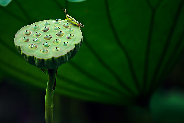 포토 JPG 해외이미지 식물 꽃 선 꽃무늬 자연 사람없음 빨간색 초록색 환경 흰색 신성 메뚜기 해외202004 해외포토 컬러 곤충 무늬 생태계 파일형식 이미지허브