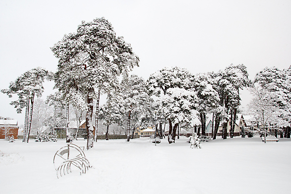 포토 JPG 해외이미지 나무 계절 공원 유럽 크리스마스 겨울 자연 풍경 사람없음 야외 얼음 추위 흰색 도시 서리 타운 1월 해외202004 해외포토 자연요소 식물 공공시설 기념일 나라 컬러 날짜 생태계 파일형식 이미지허브