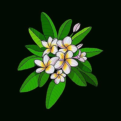 EPS 해외이미지 식물 디자인 꽃잎 꽃 꽃다발 백그라운드 잎 꽃무늬 일러스트 자연 그래픽 여름 검은색 스파 벚꽃 흰색 심볼 그림 하와이 발리 고립 아열대 엘리먼트 이국적 하와이인 해외202004 해외일러스트 외국인 계절 컬러 섬 무늬 미국 생태계 인도네시아 파일형식 벡터 아시아 북아메리카 인종 나라 아메리카 사람 대륙 이미지허브