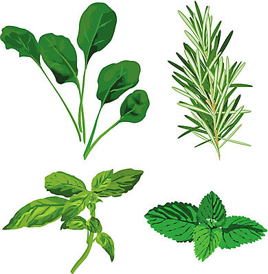EPS 해외이미지 클립아트 식물 음식 잎 농업 다이어트 일러스트 재료 파슬리 건강 요리 미술 초록색 농장 정원 샐러드 흰색 신선 양념 다발 수집 민트 허브 심볼 유기농 매움 날것 클립 향기 향료 향 바질 로즈메리 내추럴 고립 채식주의자 해외202004 해외일러스트 웰빙 산업 컬러 채소 문화예술 맛 채식 냄새 파일형식 벡터 이미지허브