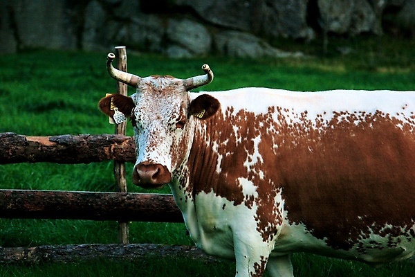 포토 JPG 해외이미지 동물 농업 자국 독일 사람없음 반려동물 농장 소 해외202004 해외포토 유럽 산업 포유류 파일형식 이미지허브