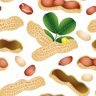 EPS 해외이미지 클립아트 식물 음식 일러스트 재료 건강 그래픽 식사 견과류 껍질 맛 낟알 만화 땅콩 고립 해외202004 해외일러스트 컨셉 파일형식 벡터 이미지허브