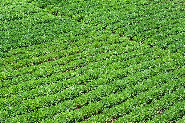 포토 JPG 해외이미지 계절 산업 아시아 지구 음식 백그라운드 잎 밭 농업 채소 자연 콩 건강 풍경 사람없음 야외 초록색 농작물 농장 농경지 중국 흙 견과류 수확 성장 시골 호주 땅콩 먼지 장면 천국 꼬투리 밭일 줄서기 수평선 해외202004 해외포토 식물 나라 컬러 모션 곡류 오세아니아 생태계 파일형식 이미지허브
