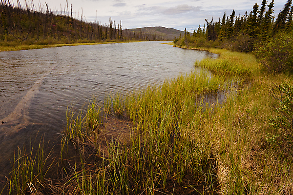포토 JPG 해외이미지 나무 식물 계절 호수 야생동물 여행 자연 사람없음 야외 초록색 물 검은색 시골 연못 황무지 습지 숲 통나무 장면 지역 진흙 변소 가문비나무 해외202004 해외포토 자연요소 동물 컬러 생태계 파일형식 이미지허브