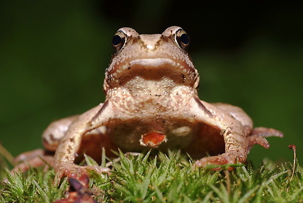 포토 JPG 해외이미지 식물 동물 야생동물 자연 개구리 양서류 앉기 사람없음 초록색 큼 동물상 해외202004 해외포토 컬러 모션 조형물 크기 생태계 파일형식 이미지허브