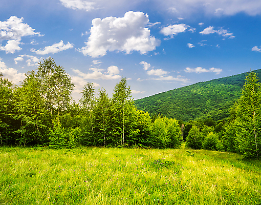 포토 JPG 해외이미지 나무 식물 구름 공원 꽃 여행 백그라운드 자연 하늘 아침 산 풍경 경사 사람없음 야외 초록색 여름 빛 컬러풀 노란색 일출 환경 보라색 새벽 신선 최고 숲 언덕 속도 내추럴 웅장함 해외202004 해외포토 주간 자연요소 계절 공공시설 컬러 노을 생태계 파일형식 이미지허브