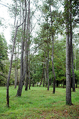 포토 JPG 해외이미지 나무 식물 계절 공원 여행 백그라운드 잎 모션 자연 산 이끼 풍경 사람없음 야외 목재 초록색 물 여름 빛 강 햇빛 태양 환경 맑음 봄 폭포 젖음 흐름 신선 개울 떨어짐 숲 인도네시아 내추럴 해외202004 해외포토 자연요소 공공시설 아시아 컬러 컨셉 재료 날씨 생태계 파일형식 이미지허브
