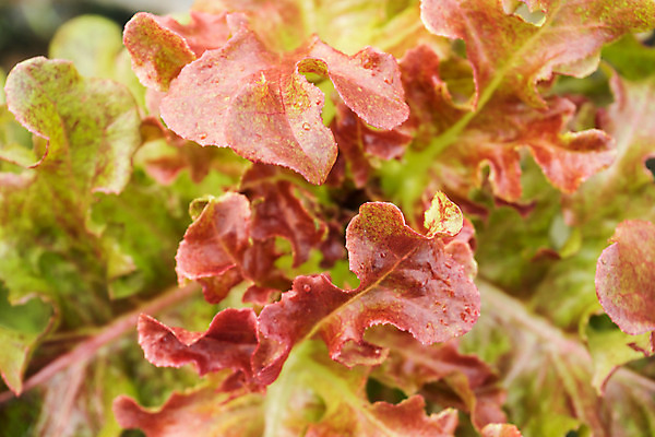 포토 JPG 해외이미지 식물 음식 백그라운드 잎 밭 다이어트 채소 재료 건강 사람없음 빨간색 초록색 정원 보라색 이탈리아 샐러드 로켓 성장 흰색 신선 상추 오브젝트 유기농 양배추 날것 내추럴 강렬 채식주의자 해외202004 해외포토 웰빙 유럽 컬러 농업 채식 파일형식 이미지허브