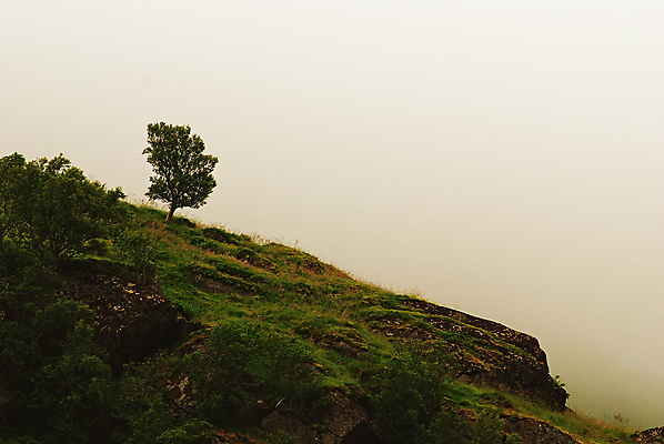 포토 JPG 해외이미지 나무 산 사람없음 안개 언덕 해외202004 해외포토 식물 날씨 파일형식 이미지허브