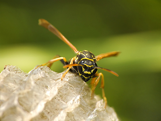 포토 JPG 해외이미지 동물 야생동물 곤충 자연 사람없음 고통 공격 도끼 찌르기 해외202004 해외포토 감정 모션 생태계 파일형식 이미지허브
