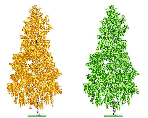 EPS 해외이미지 나무 식물 디자인 계절 잎 오렌지 일러스트 자연 그래픽 초록색 여름 가을 숲 큼 북쪽 자작나무 내추럴 삼림지대 엘리먼트 해외202004 해외일러스트 컬러 과일 크기 방향 생태계 파일형식 벡터 이미지허브