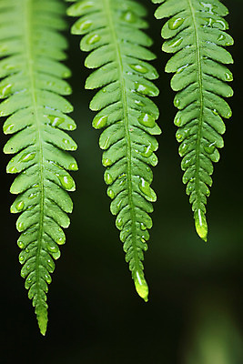 포토 JPG 해외이미지 식물 계절 줄기 백그라운드 잎 꽃무늬 자연 그림자 사람없음 장식 초록색 환경 활발 성장 신선 숲 큼 허브 순수 에코 질감 내추럴 강렬 광합성 생태학 양치류 그리너리 해외202004 해외포토 교육 꽃 컬러 컨셉 무늬 크기 생태계 파일형식 트랜드컬러 이미지허브