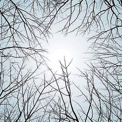 EPS 해외이미지 클립아트 나무 식물 실루엣 백그라운드 겨울 일러스트 하늘 파란색 컬러풀 검은색 해외202004 해외일러스트 계절 컬러 촬영기법 파일형식 벡터 이미지허브