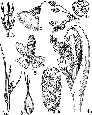 EPS 해외이미지 꽃 선 일러스트 미술 검은색 수확 흰색 그림 분열 질서 판화 해외202004 해외일러스트 식물 컬러 농업 문화예술 예절 파일형식 벡터 이미지허브