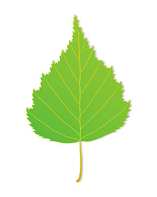 EPS 해외이미지 모양 식물 1 디자인 문화 줄기 백그라운드 컨셉 잎 꽃무늬 패턴 일러스트 자연 미술 그래픽 장식 초록색 여름 환경 봄 흰색 우아함 보호 심볼 오브젝트 싱글 그림 유기농 심플 자작나무 정맥 내추럴 고립 생태학 엘리먼트 해외202004 해외일러스트 나무 웰빙 계절 교육 꽃 컬러 무늬 문화예술 생태계 혈관 파일형식 벡터 이미지허브