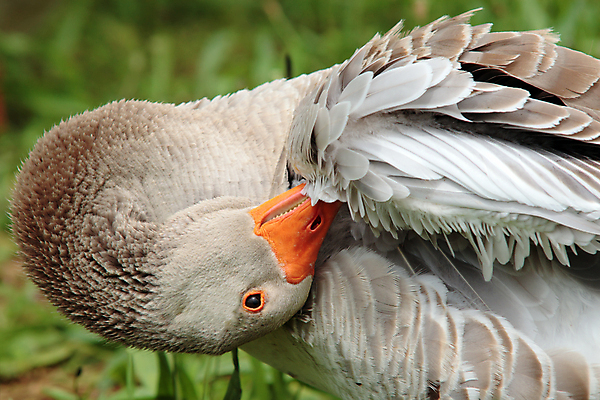 포토 JPG 해외이미지 동물 척추동물 야생동물 날개 자연 조류 생물 오리 종류 사람없음 야외 가로 갈색 환경 스페인 자르기 깃털 묘사 생물학 스포트라이트 몸단장 내추럴 대패 동물상 절정 해외202004 해외포토 교육 유럽 컬러 모션 조형물 생태계 파일형식 이미지허브