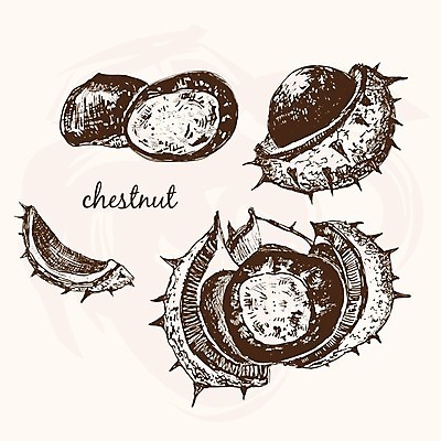 EPS 해외이미지 나무 식물 음식 과일 일러스트 자연 잉크 갈색 수확 가을 가시 스케치 수집 그림 호두 판화 식용 핵심 해외202004 해외일러스트 계절 컬러 농업 미술 견과류 생태계 파일형식 벡터 이미지허브