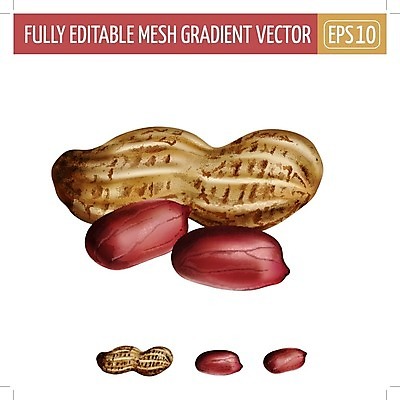 EPS 해외이미지 클립아트 음식 조각 잎 일러스트 재료 포장 자연 디저트 요리 그래픽 장식 컬러풀 라벨 주방 식당 견과류 수확 신선 맛 먹기 에코 유기농 날것 땅콩 배지 내추럴 고립 숙성 채식주의자 개암 현실 해외202004 해외일러스트 식물 웰빙 열매 컬러 컨셉 농업 모션 프레임 환경 상점 생태계 채식 파일형식 벡터 이미지허브