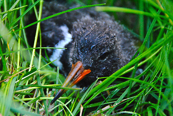 포토 JPG 해외이미지 조류 노르웨이 사람없음 치킨 해외202004 해외포토 동물 유럽 닭고기요리 파일형식 이미지허브