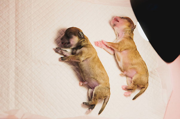 포토 JPG 해외이미지 동물 백인 손 응시 여자 행복 어린이 새끼 백그라운드 포유류 가족 엄마 털 건강 사랑 사람 사람없음 반려동물 갈색 우정 흰색 아기 신생아 못 개 달콤 강아지 작음 피부 송곳니 기르기 돌봄 위생관리 해외202004 해외포토 서양인 시선 감정 컬러 관계 모션 관리 신체부위 친구 공구 맛 치아 크기 파일형식 이미지허브