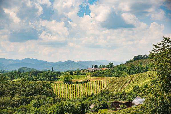 포토 JPG 해외이미지 식물 구름 도로 여행 밭 농업 과일 자국 자연 포도 산 파노라마 풍경 사람없음 야외 초록색 여름 태양 농장 평화 와인 정원 수확 가을 시골 신선 오스트리아 언덕 포도밭 포도나무 남쪽 숙성 양조 양조장 해외202004 해외포토 자연요소 계절 유럽 산업 길 컬러 컨셉 교통시설 주류 촬영기법 과일나무 방향 생태계 파일형식 이미지허브