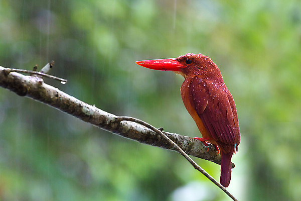 포토 JPG 해외이미지 동물 남자 아시아 야생동물 날개 태국 자연 조류 동양인 사람없음 빨간색 컬러풀 관찰 황무지 숲 열대우림 손목시계 깃털 동쪽 남쪽 내추럴 물총새 혼자 해외202004 해외포토 나라 시계 컬러 장신구 모션 사람 인종 방향 생태계 파일형식 이미지허브