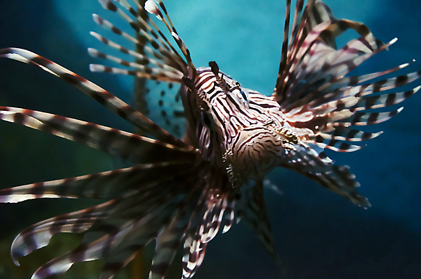 포토 JPG 해외이미지 동물 전통 디자인 옷 모래 바다 섬 백그라운드 패턴 바지 표면 바닥 어류 사람없음 장식 빨간색 물 파란색 청춘 유행 수중 어둠 직물 도시 면 점 독약 가시 산호 닫기 잠수부 사자 남색 다이빙 질감 땀 날카로움 캔버스 소금 지느러미 암초 수족관 섬유 스파이크 그런지 깊이 옛날 스타일 못생김 해외202004 해외포토 자연요소 컬러 컨셉 무늬 포유류 모션 하의 수영 수중동물 자포동물 전문직 수중스포츠 파일형식 이미지허브