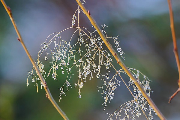 포토 JPG 해외이미지 나무 식물 백그라운드 잎 자연 매달리기 사람없음 야외 초록색 물 반사 노란색 정원 희망 봄 가을 물방울 나뭇가지 신선 수분 시원함 4월 9월 11월 5월 빗방울 질감 10월 내추럴 해외202004 해외포토 자연요소 계절 감정 컬러 모션 비_날씨 날짜 생태계 파일형식 이미지허브