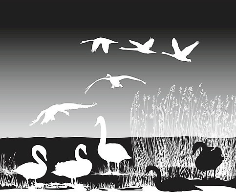 EPS 해외이미지 나무 일러스트 자연 조류 강 백조 고립 동물상 해외202004 해외일러스트 식물 동물 조형물 생태계 파일형식 벡터 이미지허브