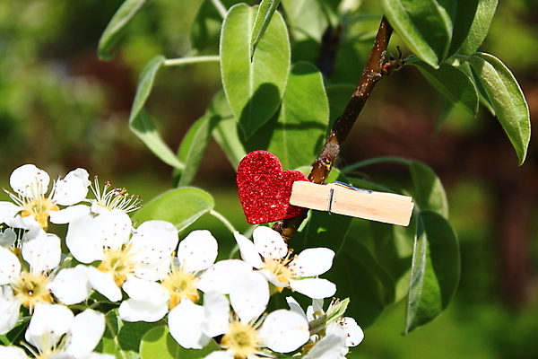 포토 JPG 해외이미지 자연 엄마 발렌타인데이 사랑 사람없음 정원 봄 하트 마음 생일 내추럴 어머니의날 해외202004 해외포토 모양 계절 기념일 감정 가족 데이이벤트 생태계 미국문화 파일형식 이미지허브