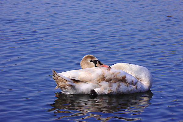 포토 JPG 해외이미지 동물 호수 야생동물 파도 자연 조류 아침 사랑 사람없음 물 파란색 빛 강 반사 머리 평화 일출 디지털 검은색 수영 침묵 거울 안개 흰색 하트 연못 우아함 심볼 순수 깃털 백조 고립 단아함 벙어리 해외202004 해외포토 주간 자연요소 모양 감정 바다 컬러 컨셉 날씨 신체부위 노을 소리 수상스포츠 생태계 파일형식 이미지허브