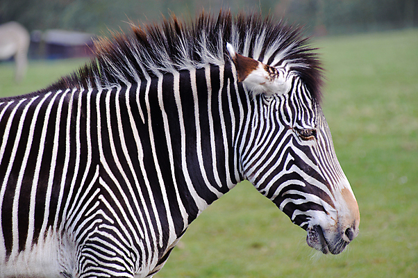 포토 JPG 해외이미지 동물 야생동물 포유류 자연 사람없음 머리 줄무늬 얼룩말 해외202004 해외포토 무늬 신체부위 말_동물 생태계 파일형식 이미지허브