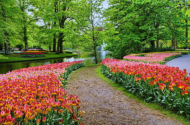 포토 JPG 해외이미지 나무 식물 계절 공원 꽃잎 꽃 길 분홍색 백그라운드 잎 꽃무늬 밭 오렌지 자연 휴가 풍경 잔디 사람없음 야외 빨간색 초록색 여름 노란색 정원 보라색 봄 튤립 벚꽃 흰색 침대 신선 오솔길 네덜란드 원예 암스테르담 방법 히아신스 해외202004 해외포토 공공시설 유럽 컬러 가구 무늬 농업 과일 취미 생태계 파일형식 이미지허브