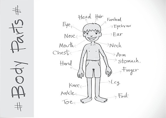 EPS 해외이미지 영어 교육 어린이 백그라운드 신체 일러스트 부분 손가락 학교 저울 미술 소년 그래픽 단어 스터디 독서 유치원 흰색 입 가르침 치아 엉덩이 만화 편지 오브젝트 어깨 그림 코 귀 무릎 목 발가락 팔 발목 고립 구성 궤 맞춤법 양발 팔꿈치 해외202004 해외일러스트 문자 손 남자 컬러 발 문화예술 사람 한글 신체부위 학습 소화기관 파일형식 벡터 이미지허브