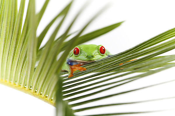 포토 JPG 해외이미지 동물 응시 오렌지 자연 추상 개구리 양서류 앉기 사람없음 빨간색 초록색 파란색 컬러풀 기댐 젖음 큼 열대우림 엿보기 생물학 청개구리 두꺼비 게으름 특별함 해외202004 해외포토 시선 교육 컬러 컨셉 무늬 과일 모션 숲 크기 생태계 파일형식 이미지허브