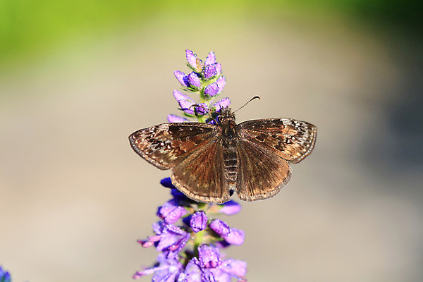 포토 JPG 해외이미지 꽃 야생동물 나비 곤충 자연 사람없음 야외 파란색 정원 내추럴 해외202004 해외포토 식물 동물 컬러 생태계 파일형식 이미지허브