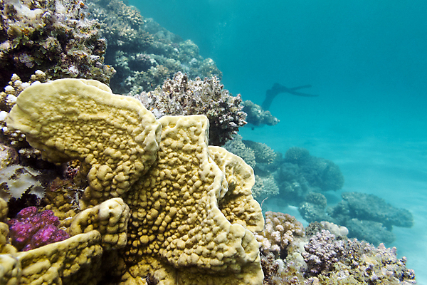 포토 JPG 해외이미지 동물 야생동물 바다 아프리카 자연 휴가 이집트 어류 풍경 사람없음 물 여름 파란색 컬러풀 햇빛 바닷속 수중 거품 스노클링 호주 잠수부 생태계 다이빙 인도네시아 수족관 홍해 몰디브 깊이 소금물 해외202004 해외포토 자연요소 계절 나라 아시아 컬러 태양 수영 수중동물 수상스포츠 오세아니아 전문직 수중스포츠 파일형식 이미지허브